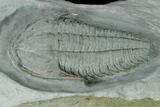 Lower Cambrian Trilobite (Termierella) - Issafen, Morocco #170765-2
